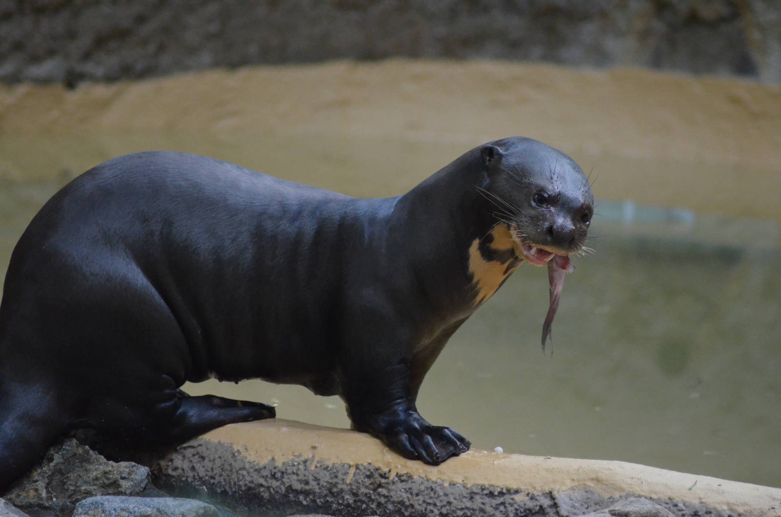 Giant Otter