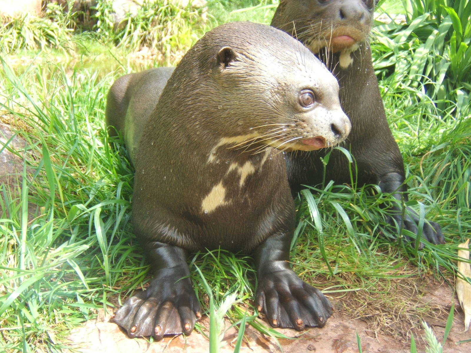 Giant Otter