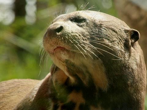 Giant Otter