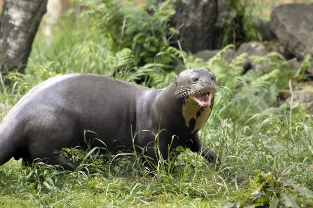 Giant Otter