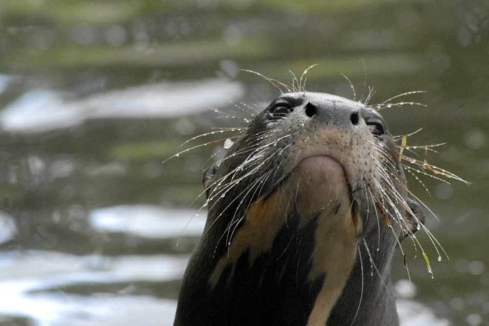 Giant Otter