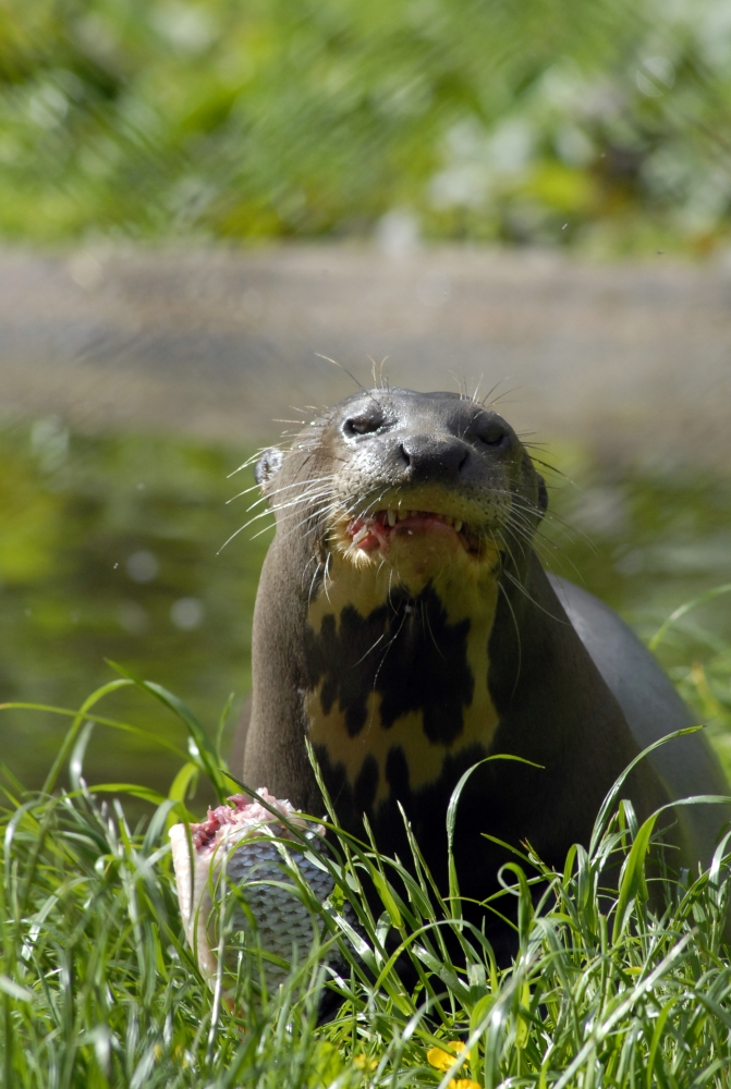 Giant Otter