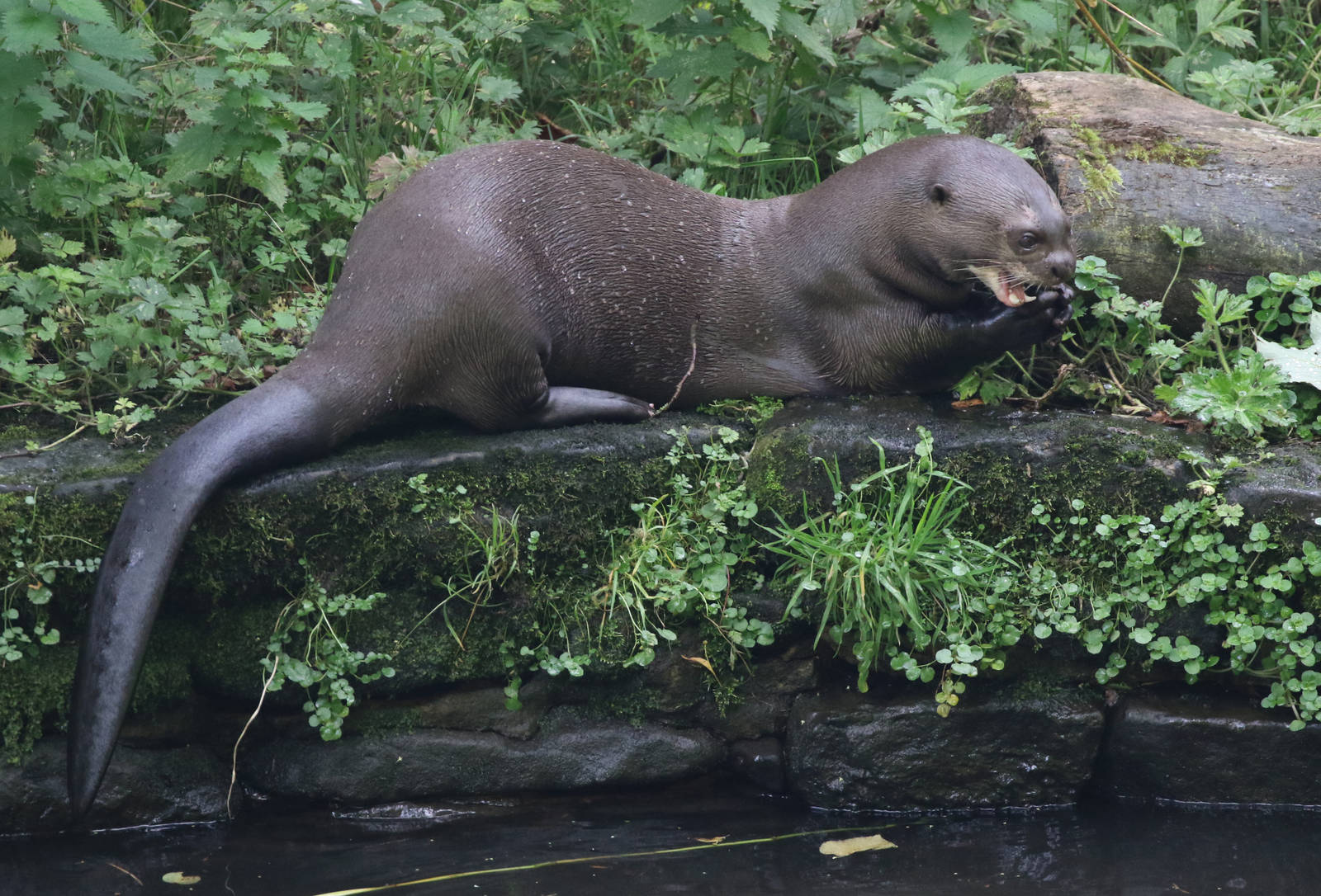 Giant Otter