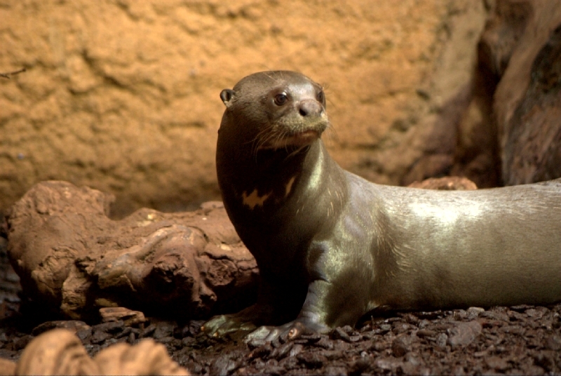 Giant otter