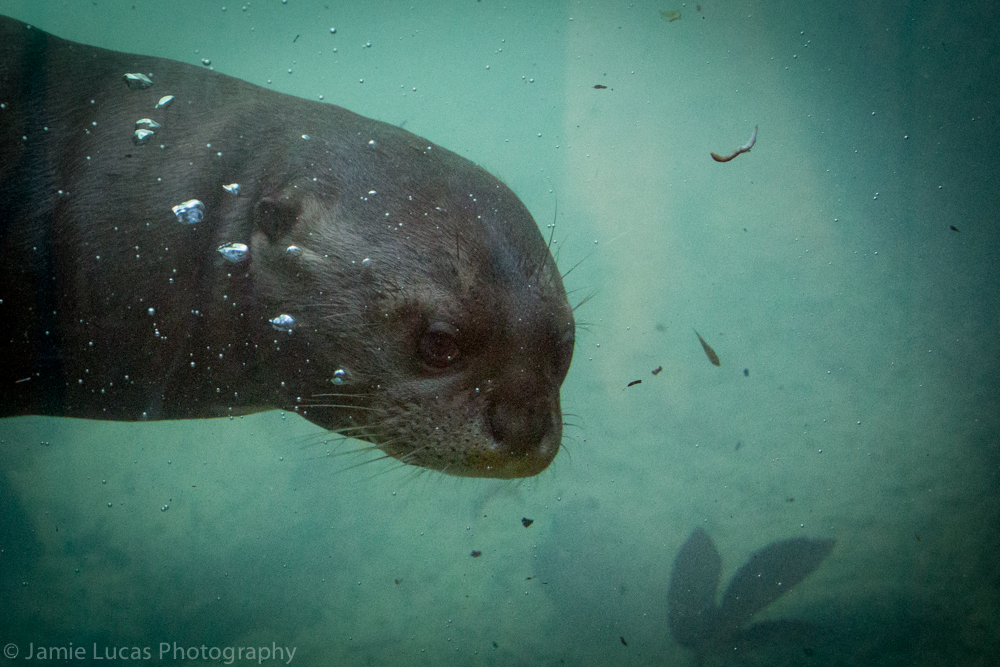 Giant Otter