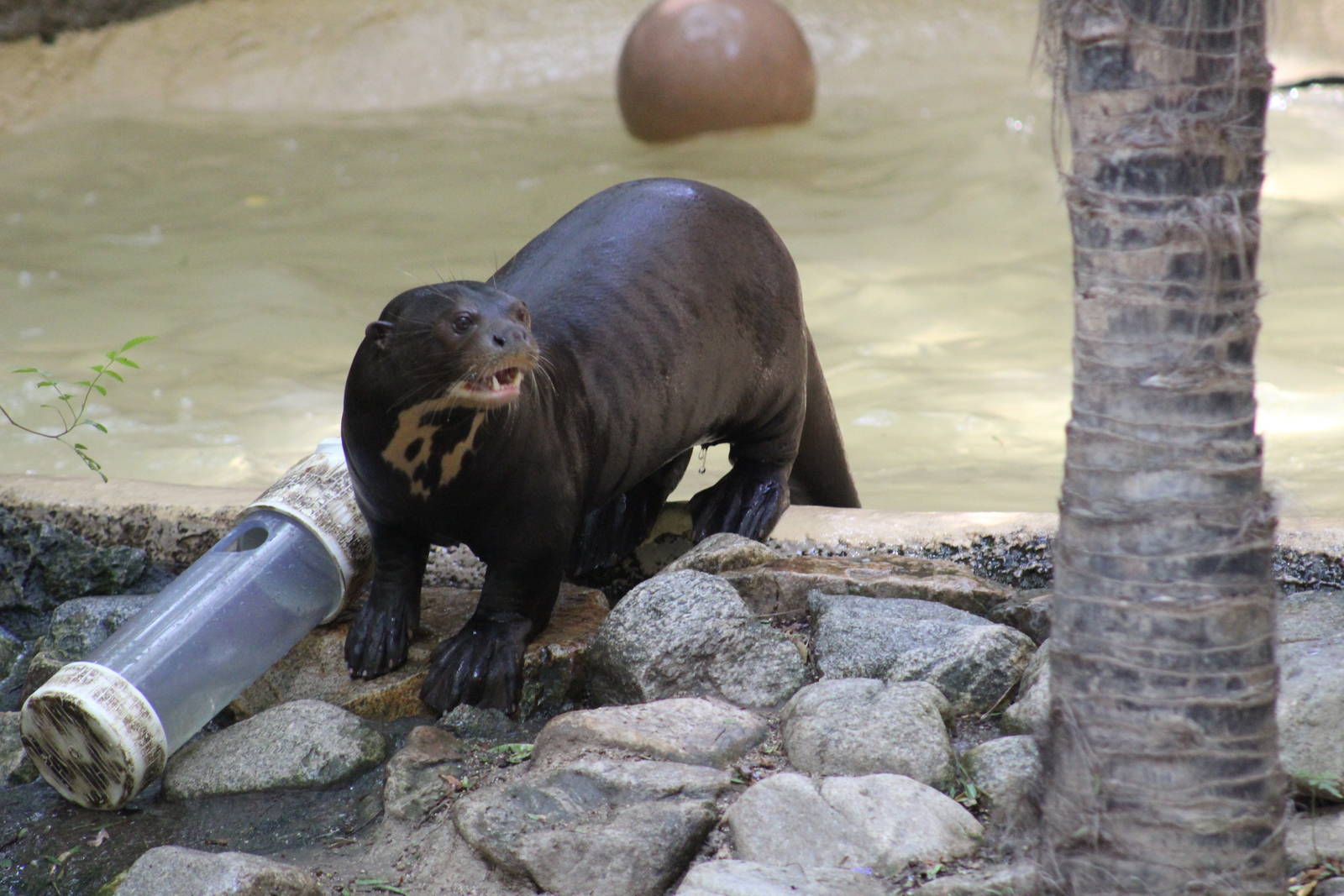 Giant Otter