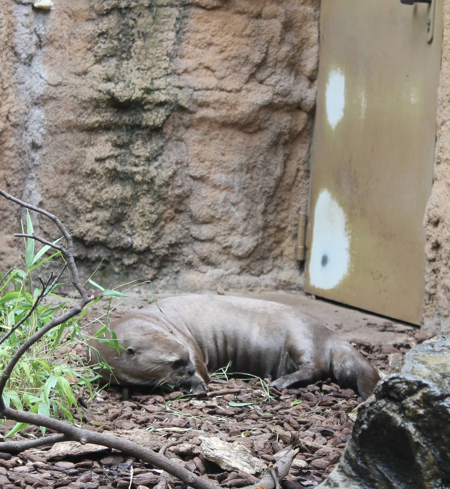 Giant otter