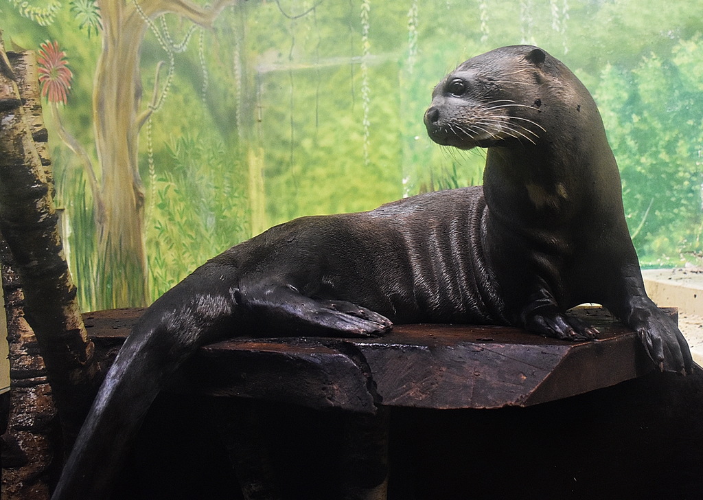 Giant otter