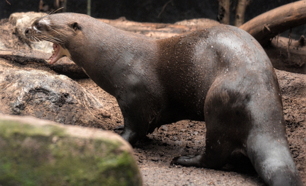 Giant Otter