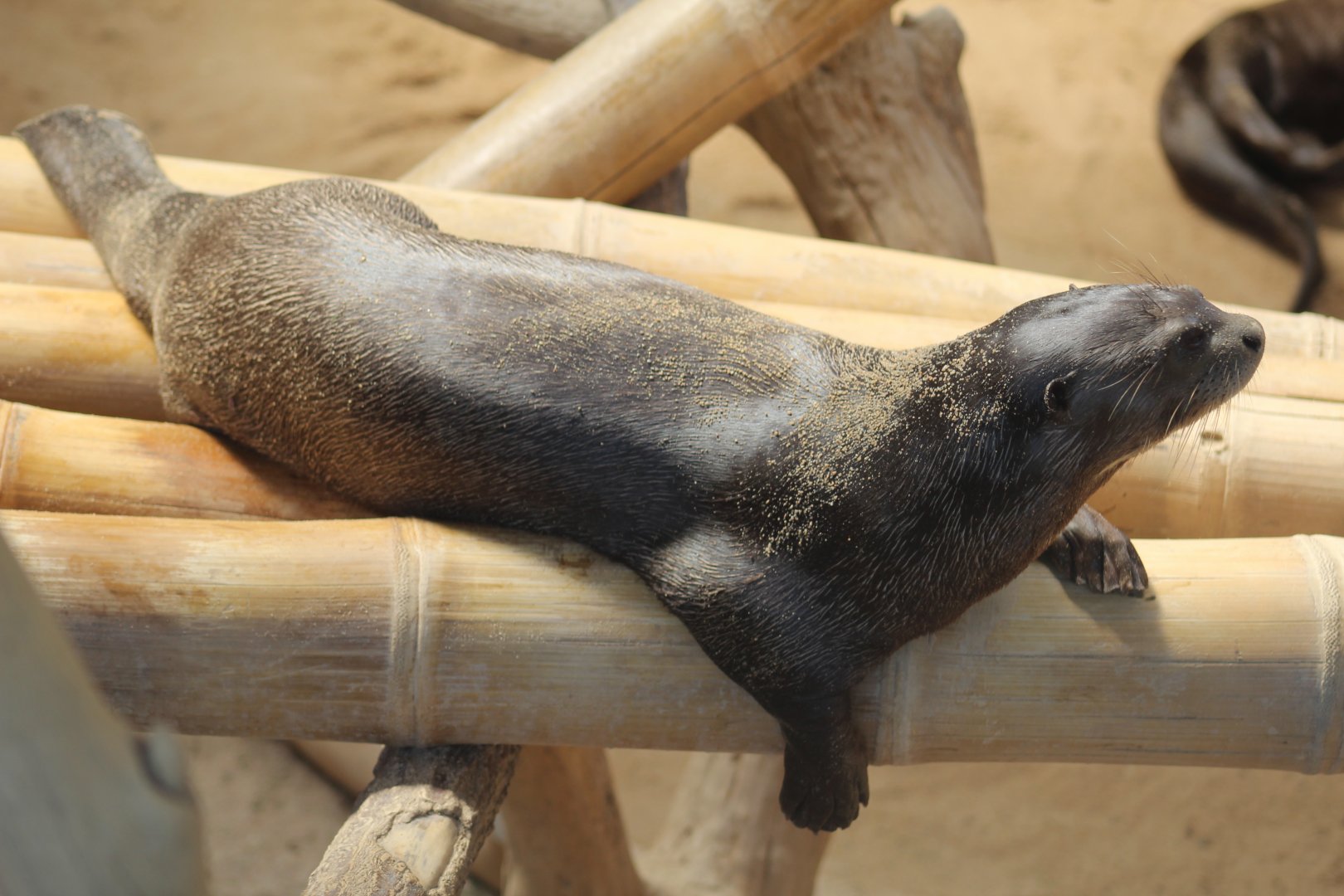 Giant Otter