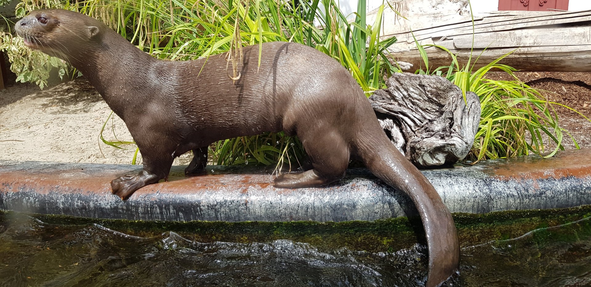 Giant otter