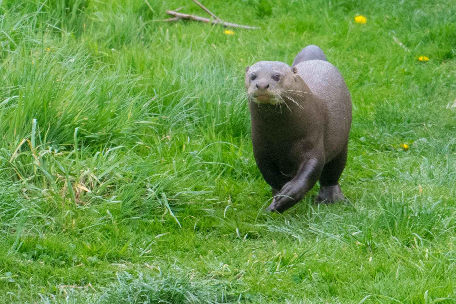 Giant Otter