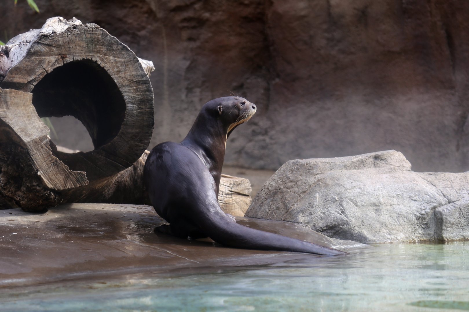 Giant otter