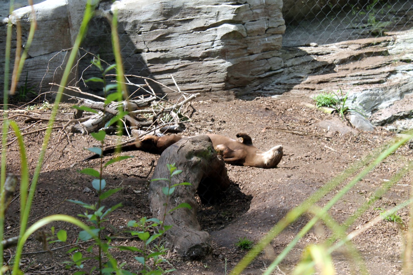 Giant Otter