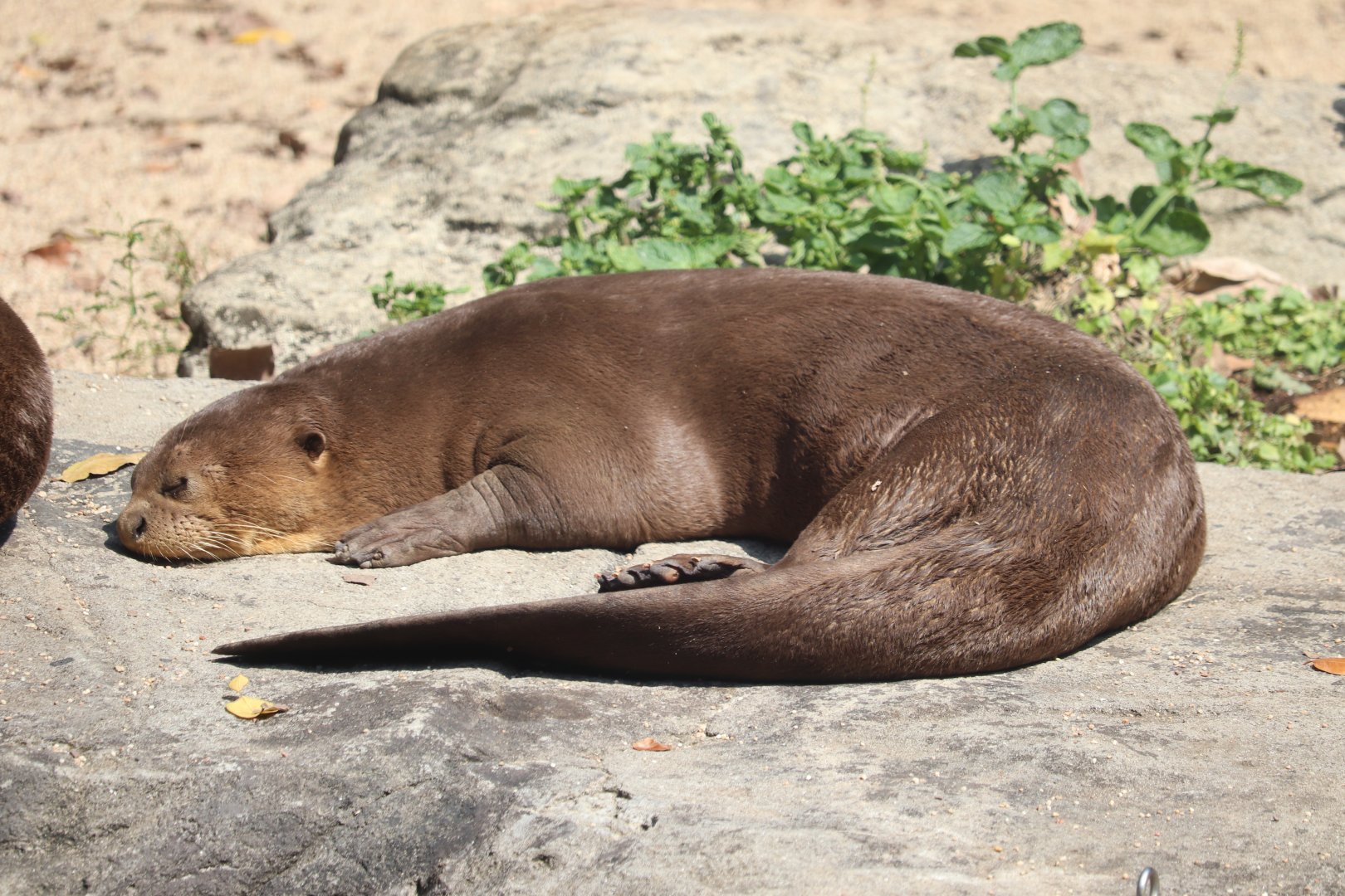 giant otter