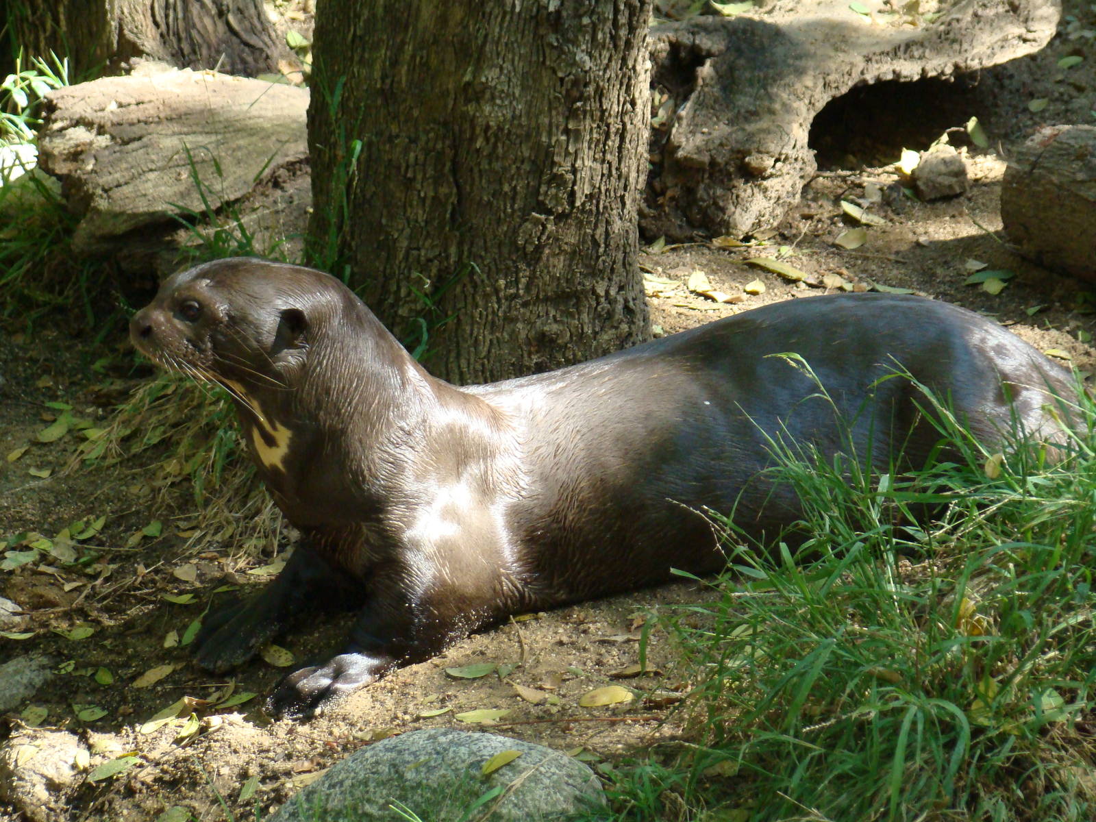 Giant Otter