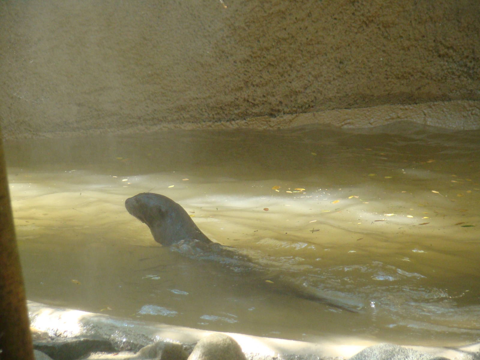 Giant Otter