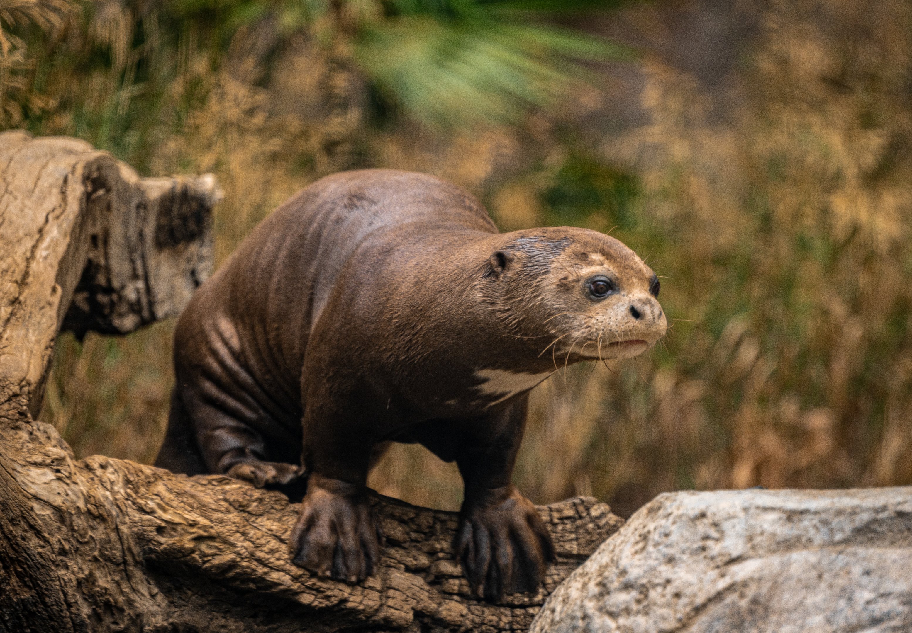 Giant Otter