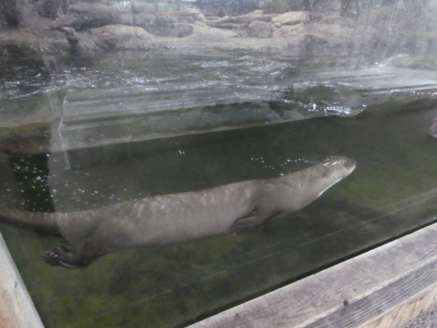 Giant otter