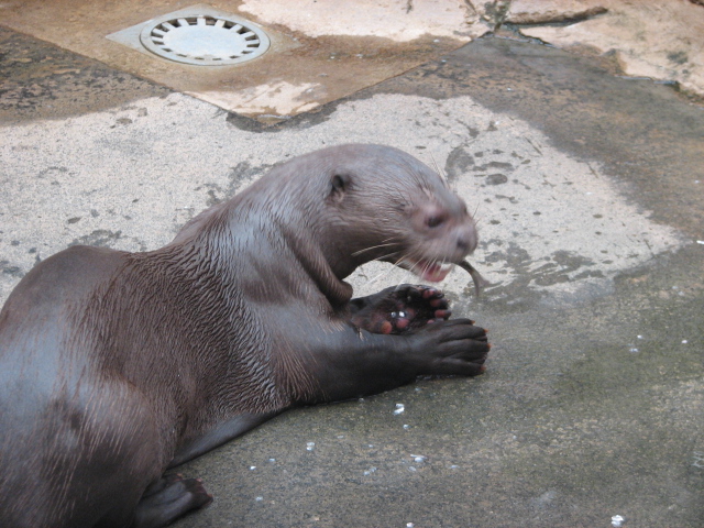 Giant otter