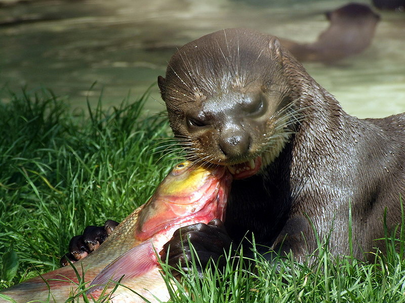 Giant Otter