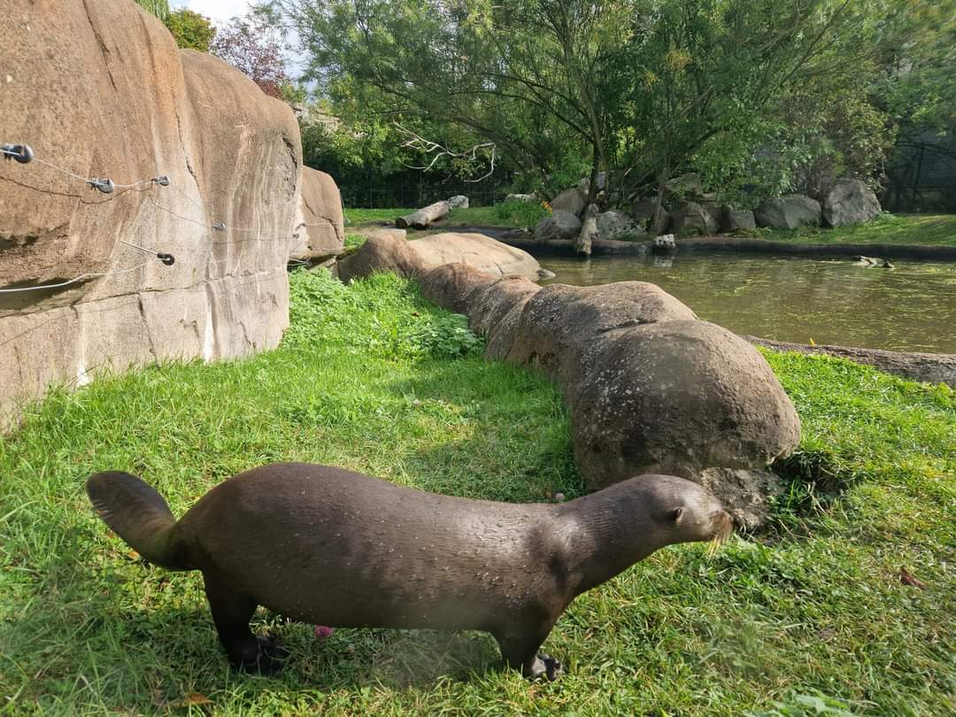 Giant Otter