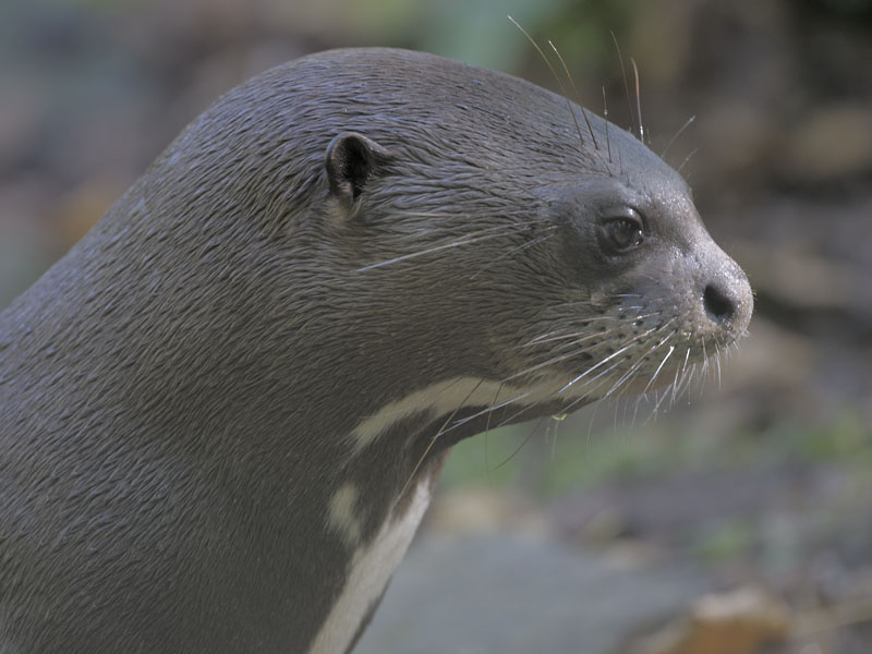 Giant otter