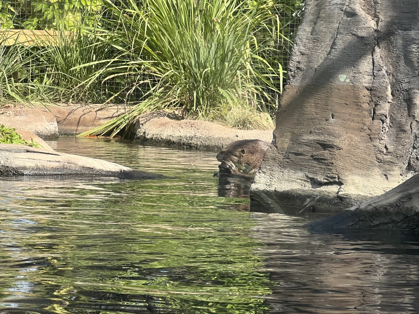 Giant Otter