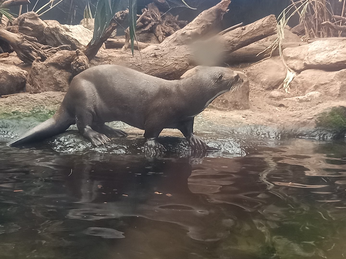 Giant Otter