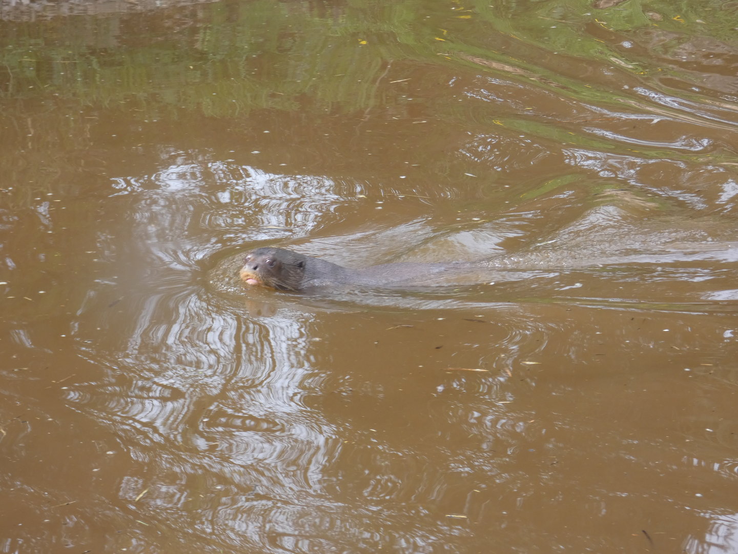 Giant otter