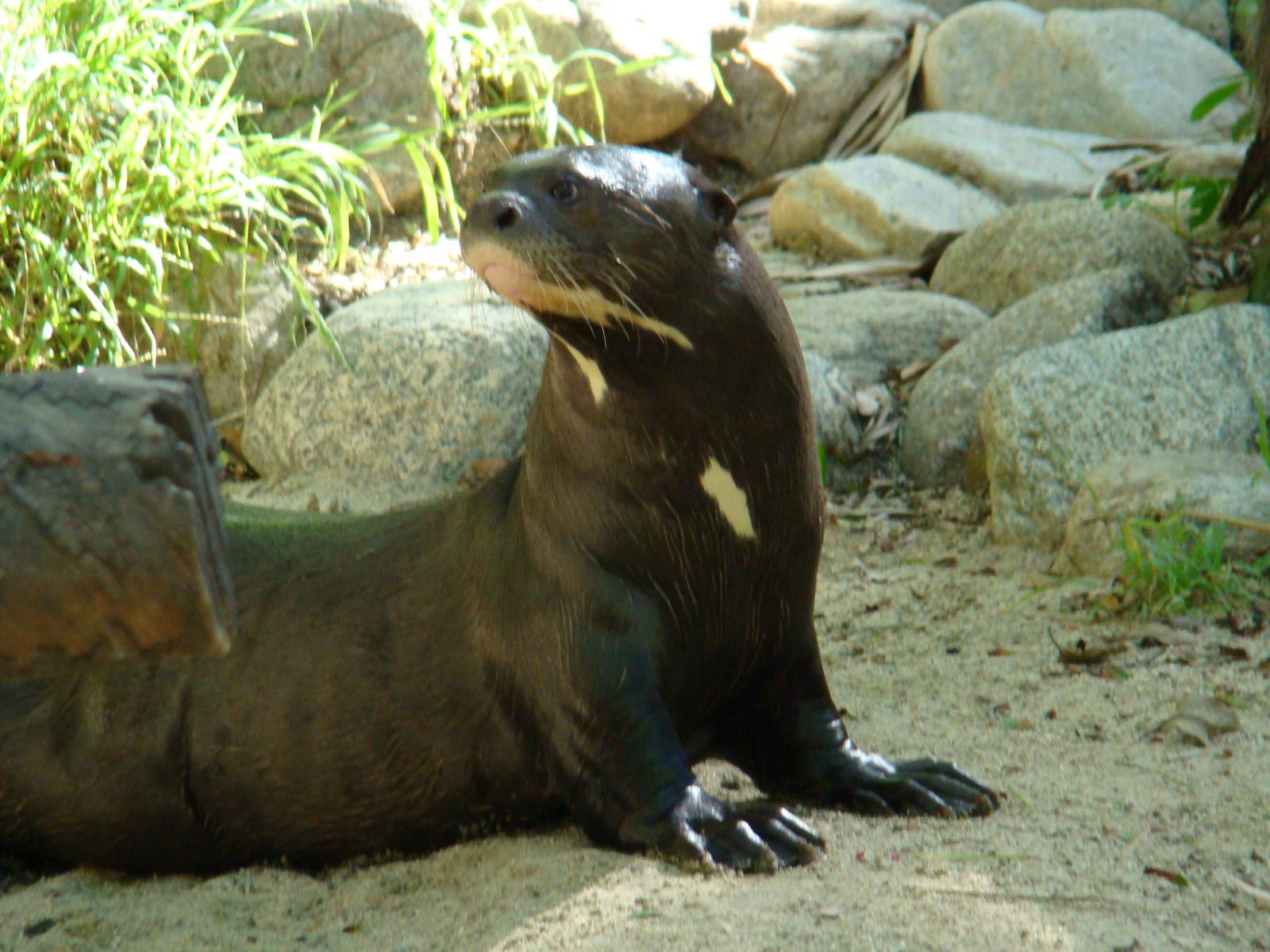 Giant Otter