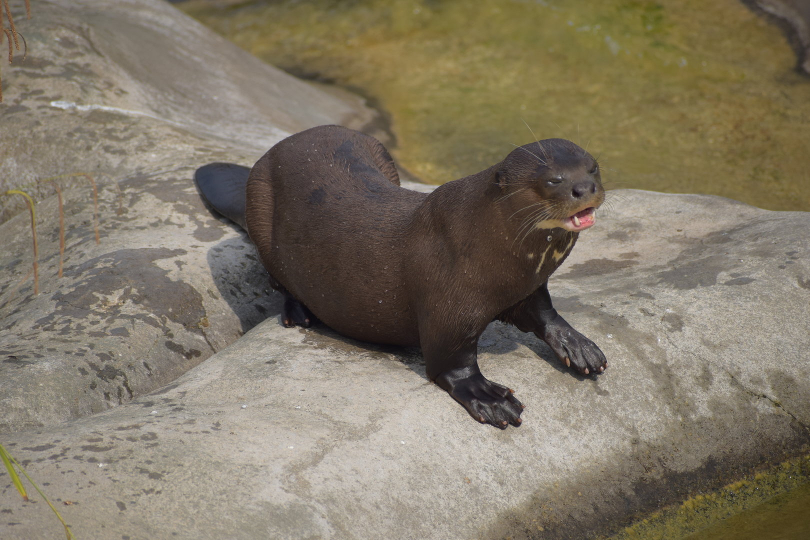 Giant otter