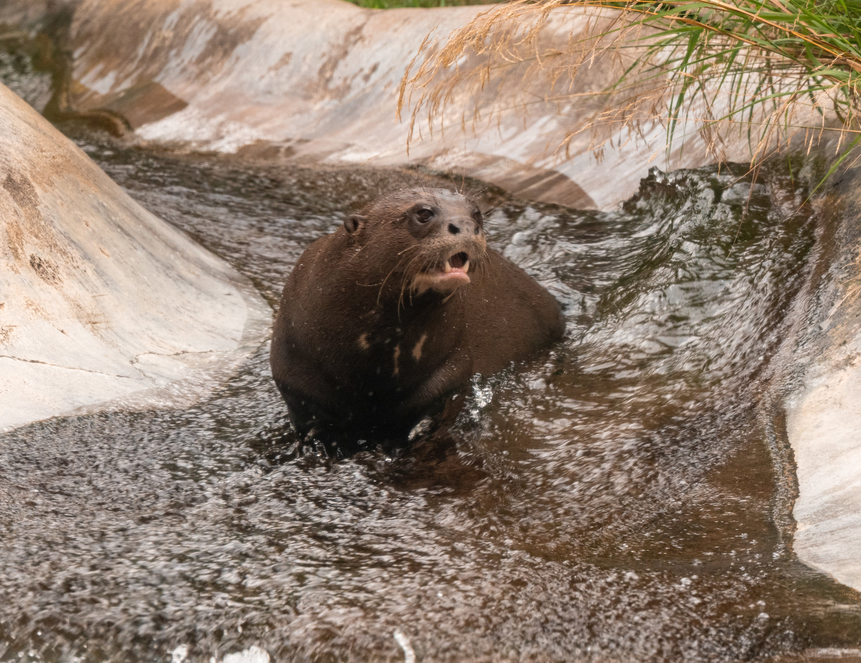 Giant Otter