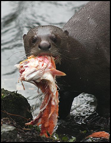 Giant Otter.