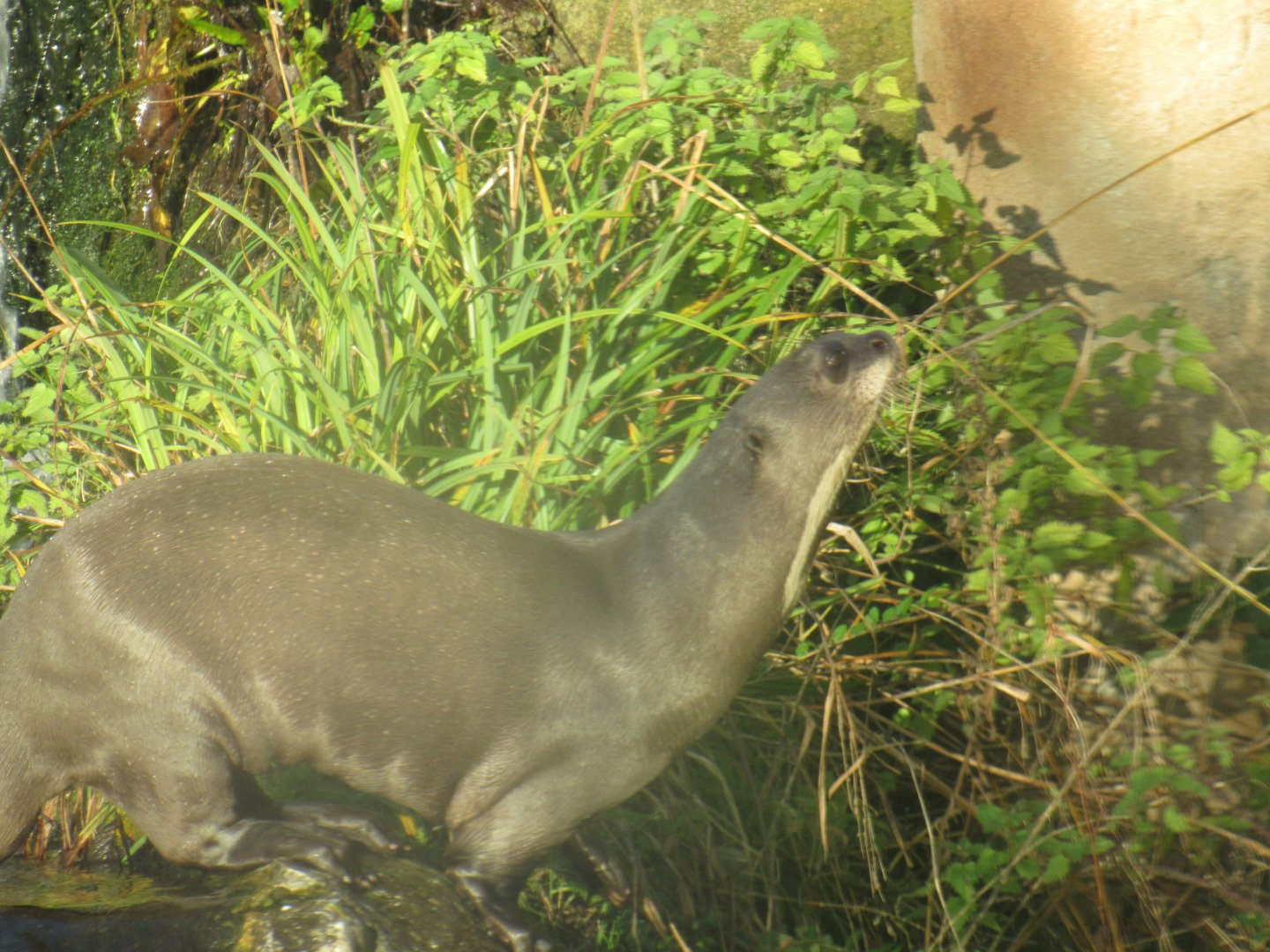 Giant otter