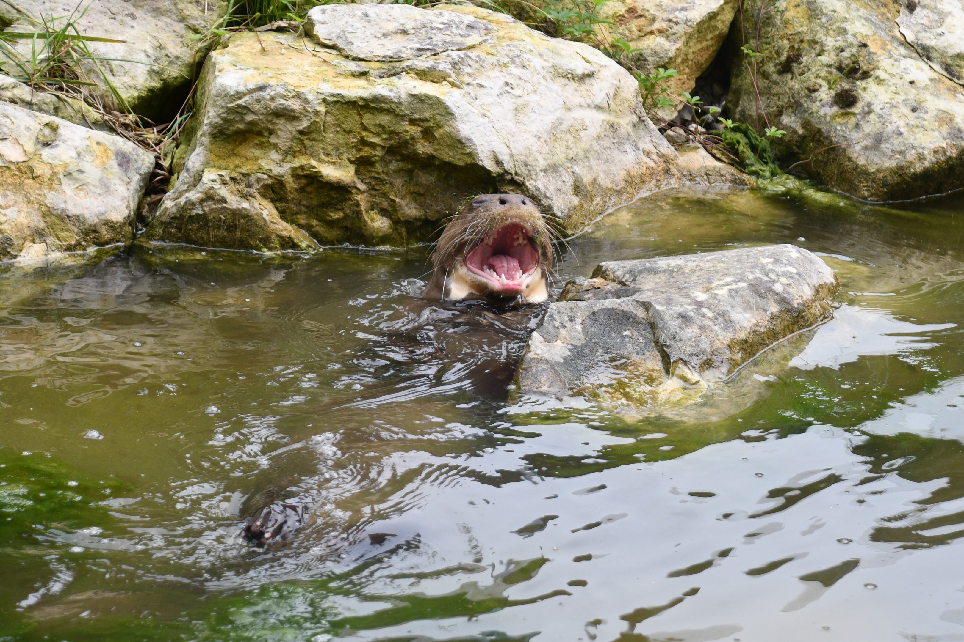 Giant Otter