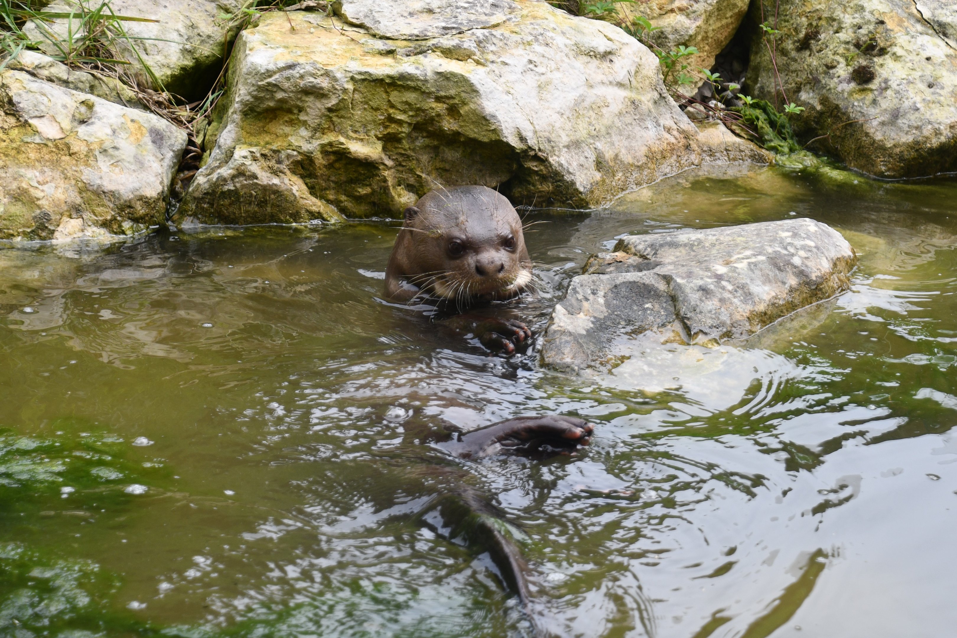 Giant Otter