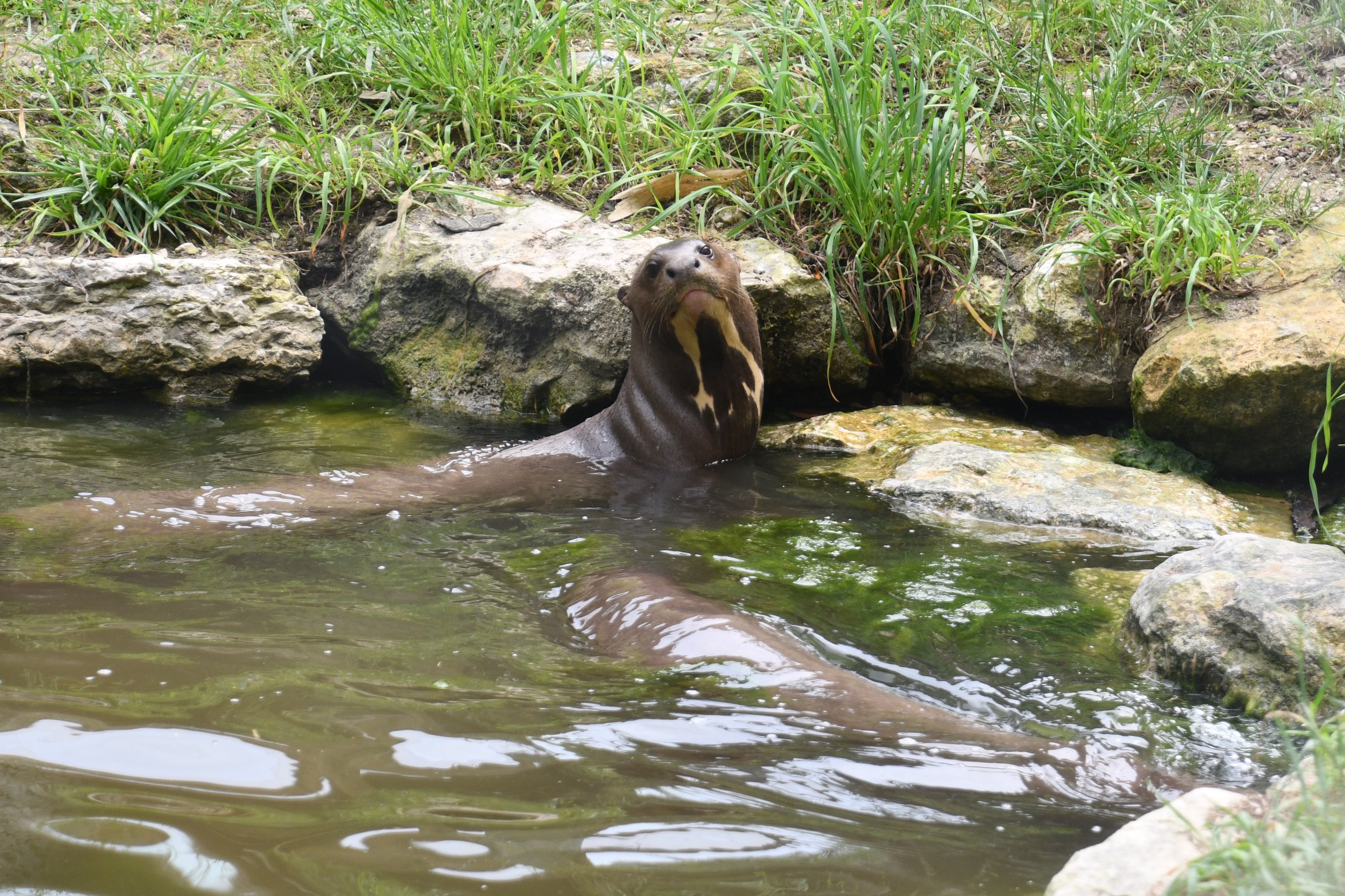 Giant Otter