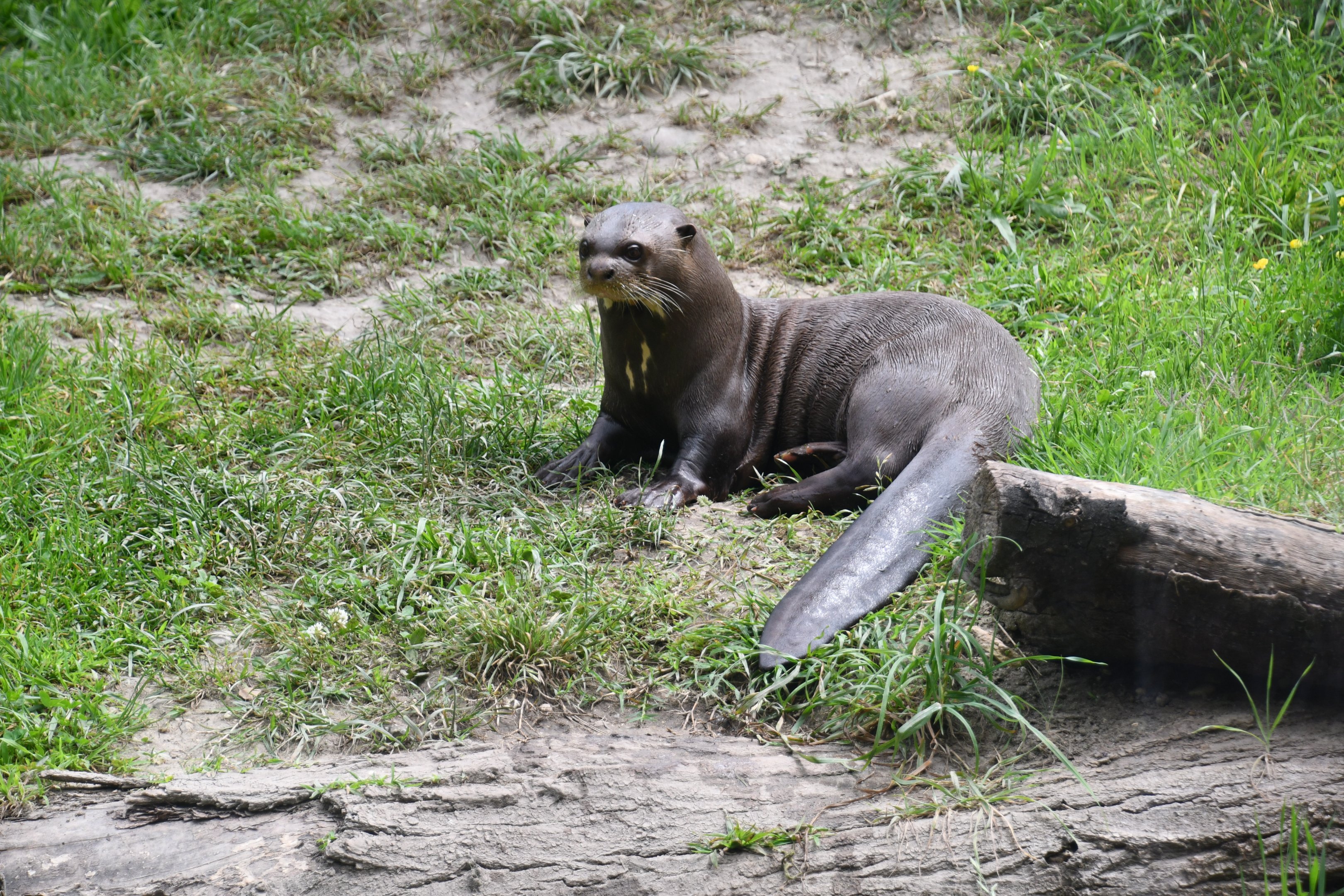 Giant Otter