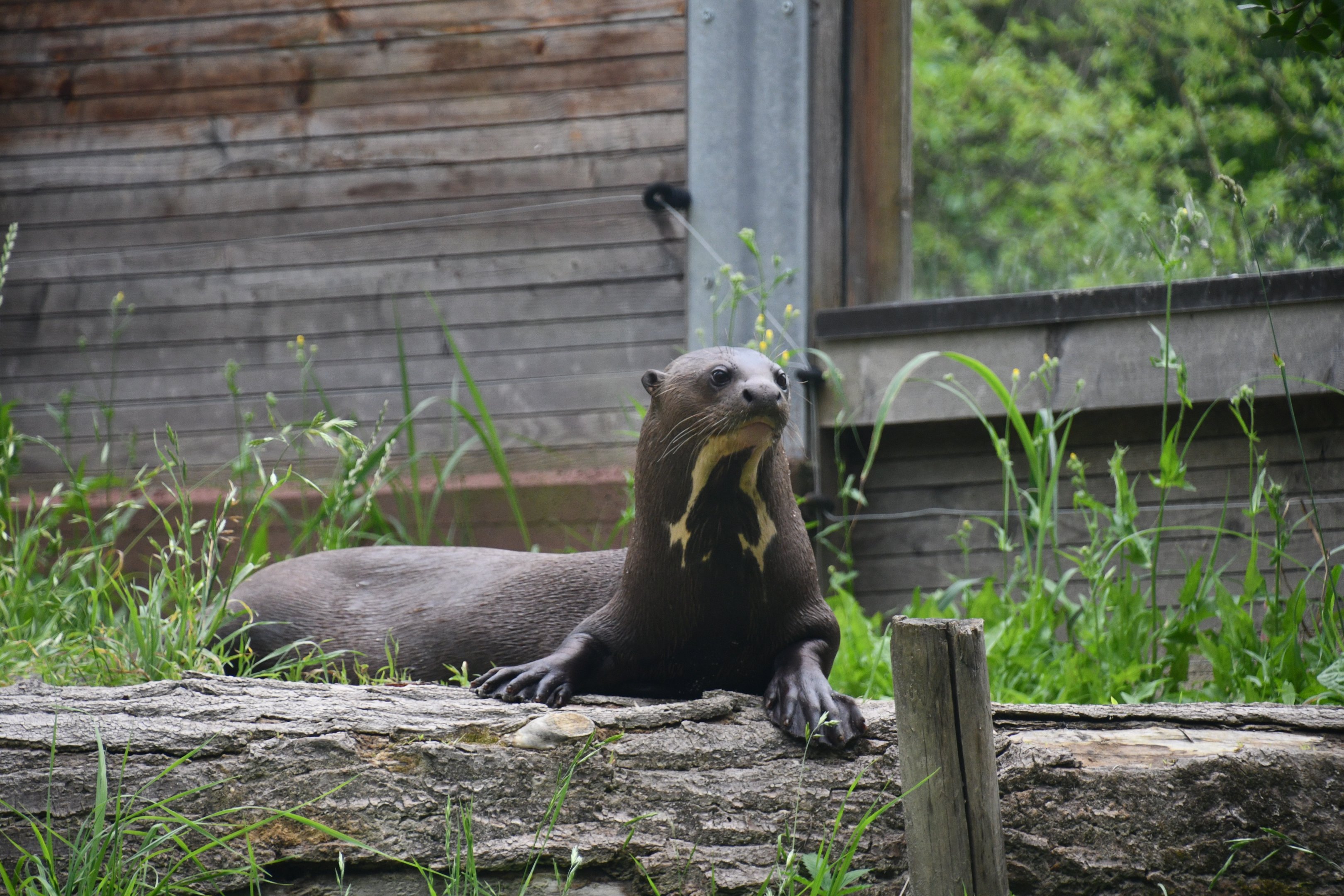 Giant Otter