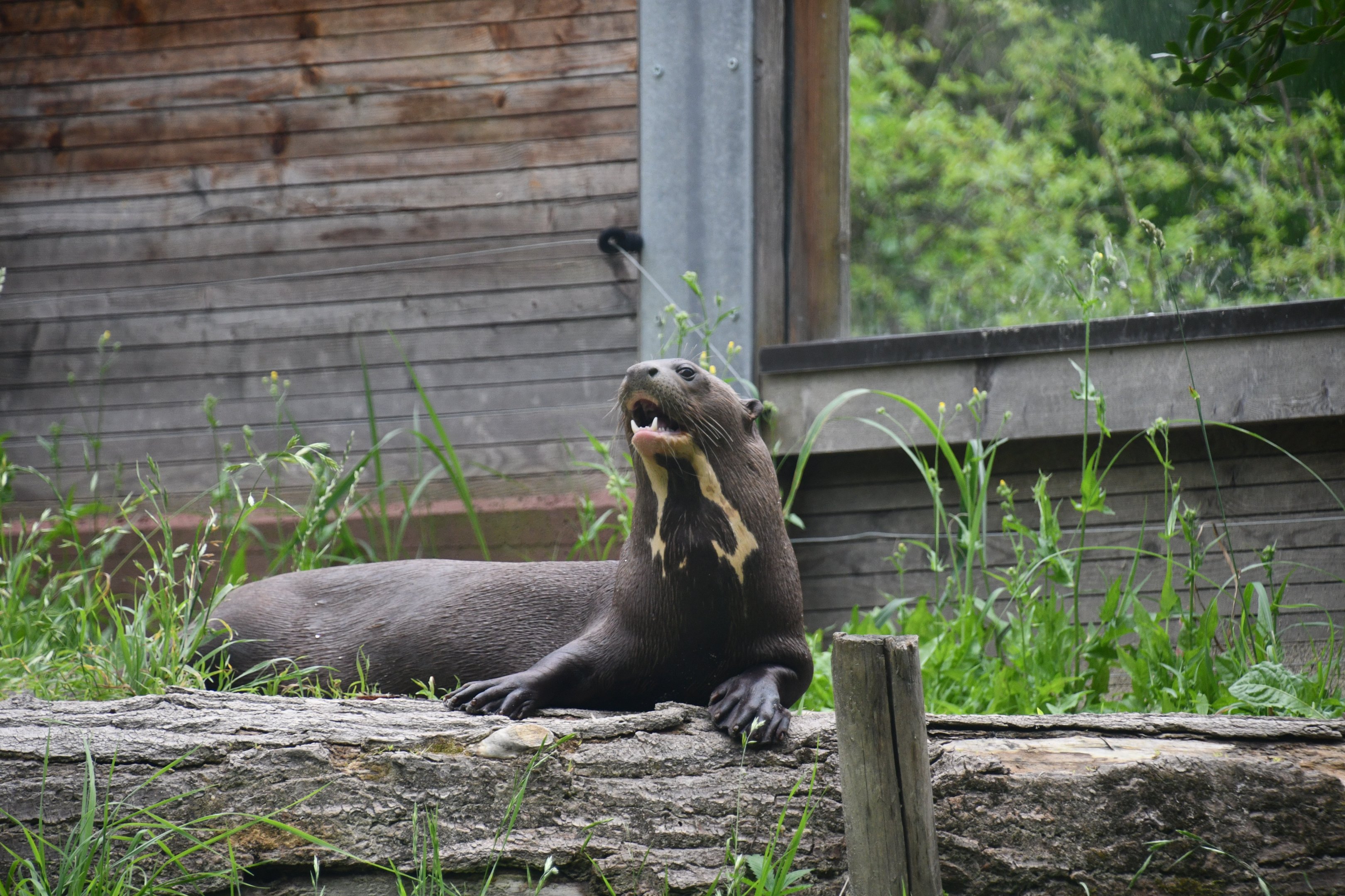 Giant Otter