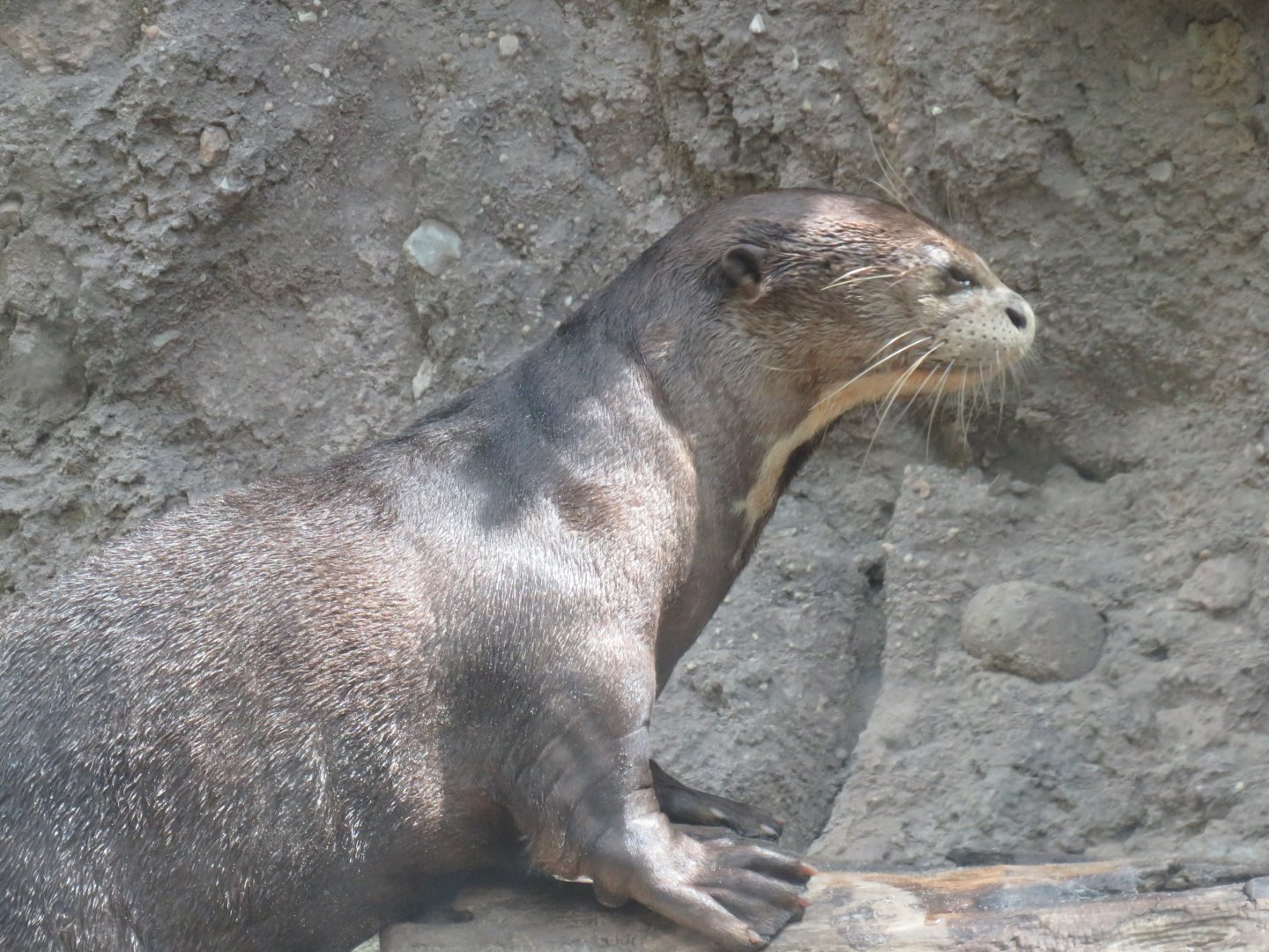 Giant otter