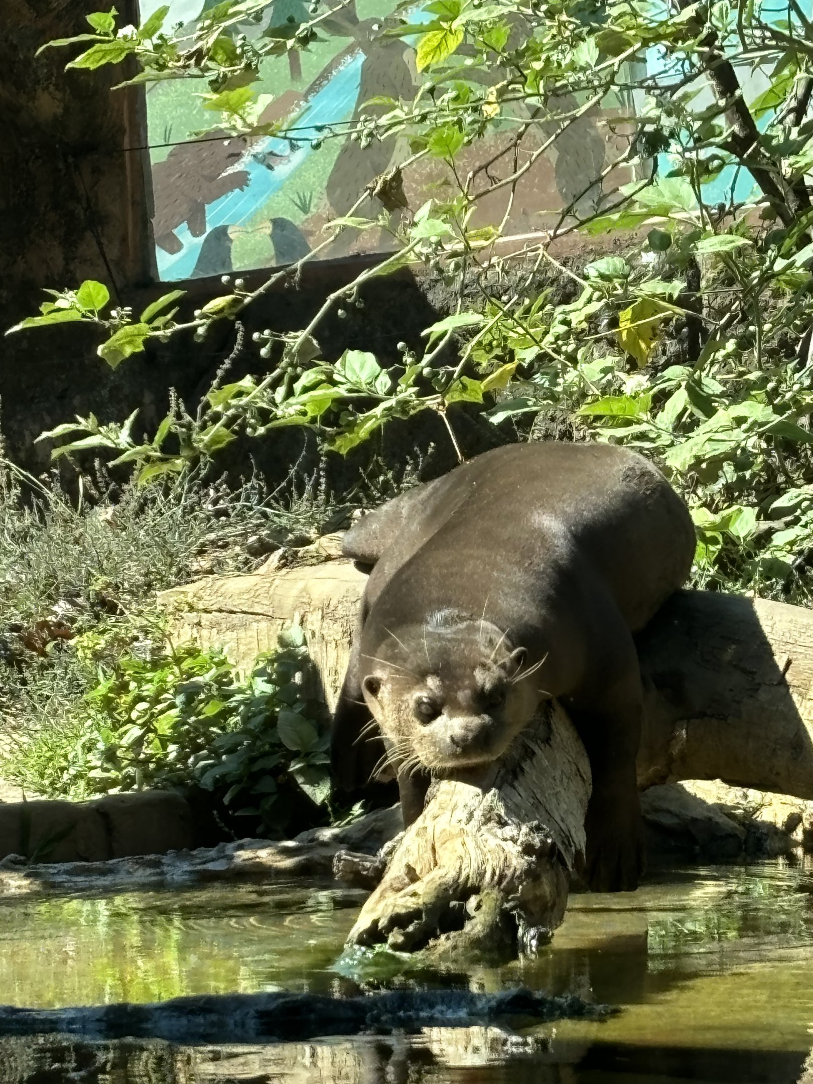 Giant Otter