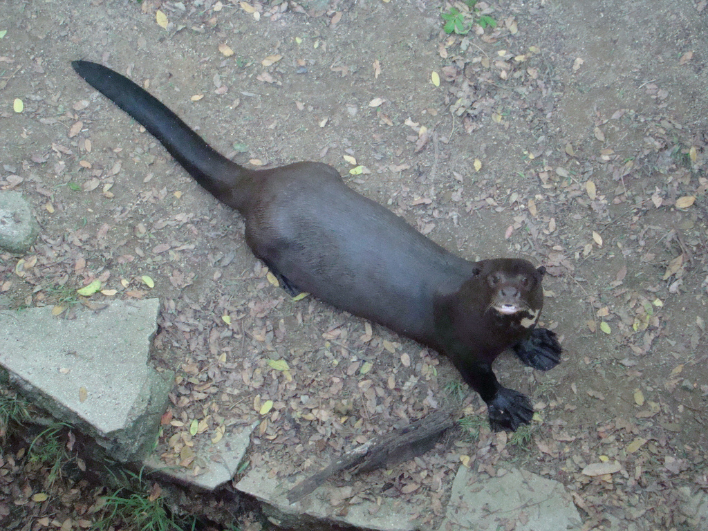 Giant Otter