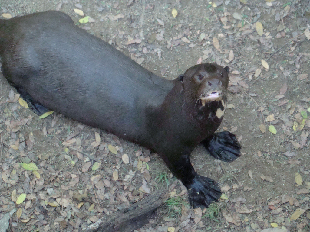 Giant Otter