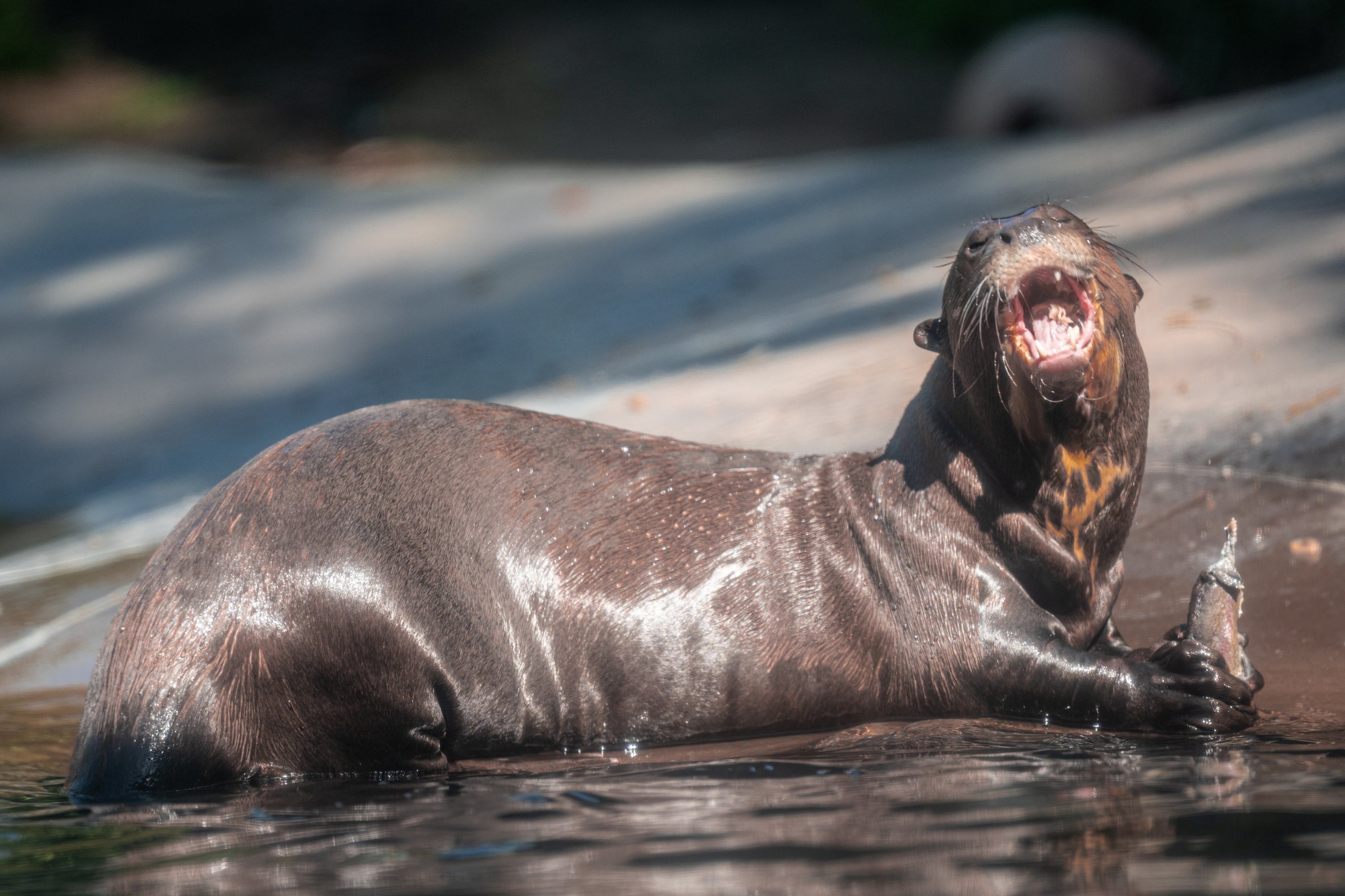 Giant Otter