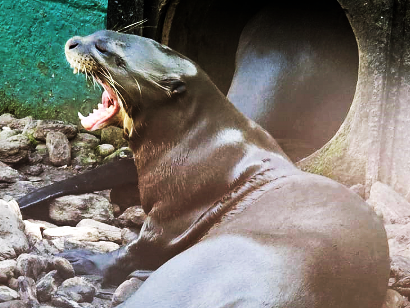 Giant Otter