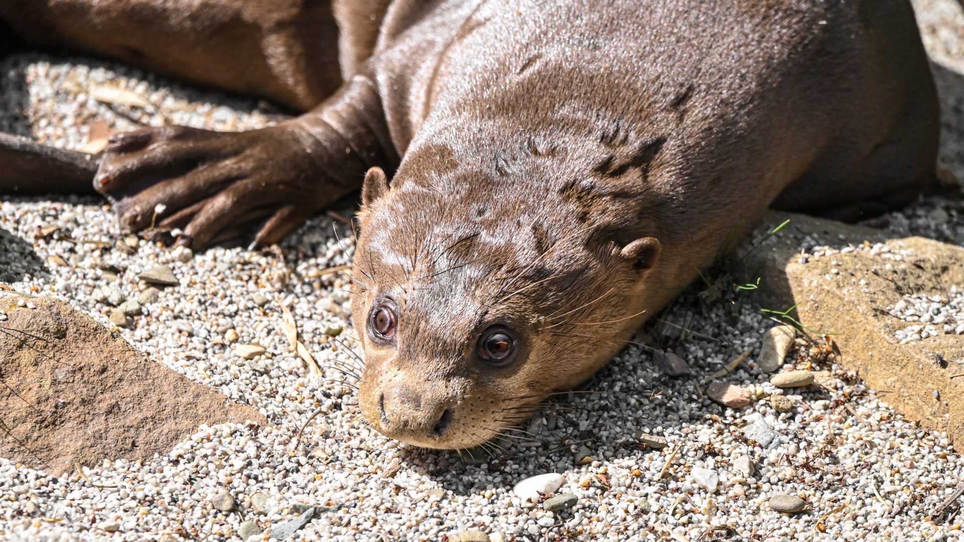 Giant otter