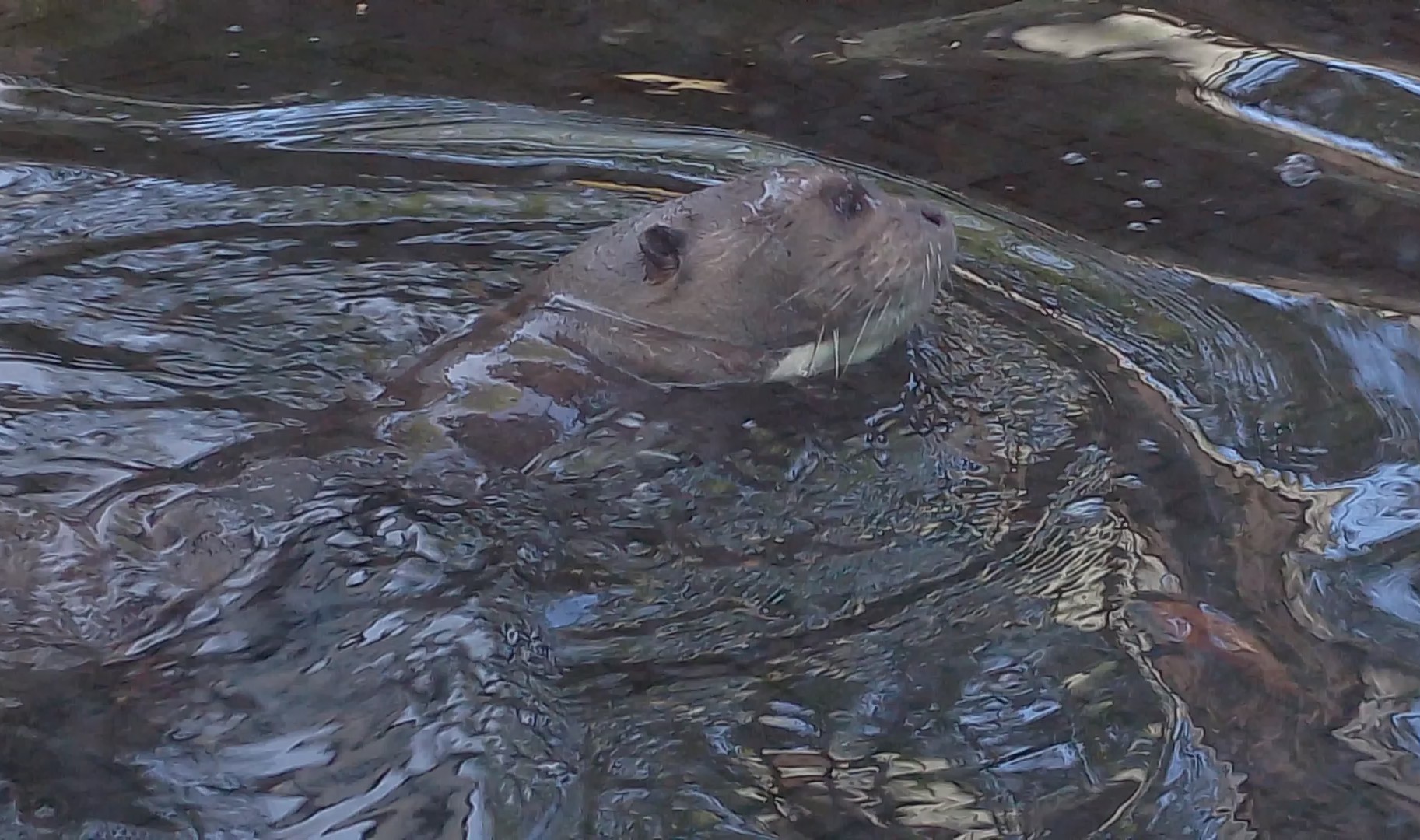 Giant otter