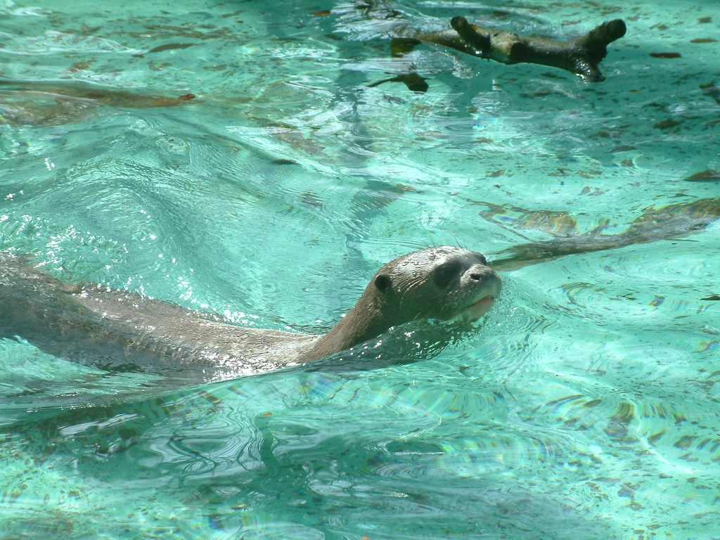 Giant Otter